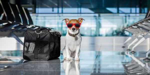 Pode viajar com cachorro no avião: Guia completo e dicas essenciais