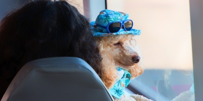 Cachorro pode viajar de ônibus? Dicas para tutores