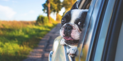Cadeirinha para cachorro viajar: Dicas para uma viagem segura