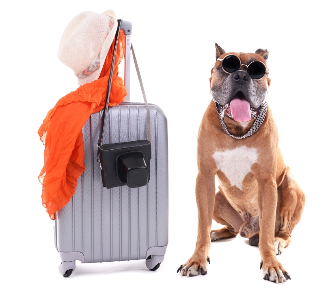 Guia completo para o transporte de cachorro para outro estado: Dicas e orientações