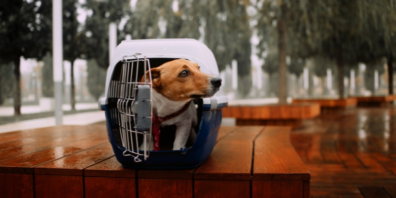 Casinha de cachorro para viagem: entenda a importância