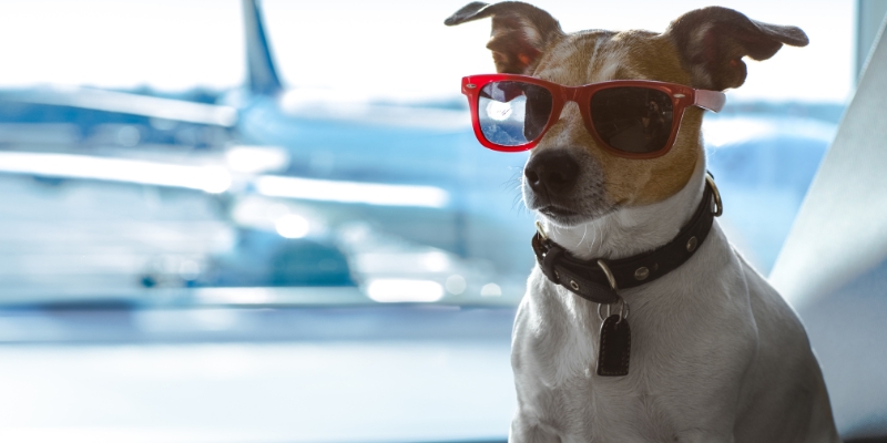 Transporte de cachorro em avião: guia completo para viajar com seu pet